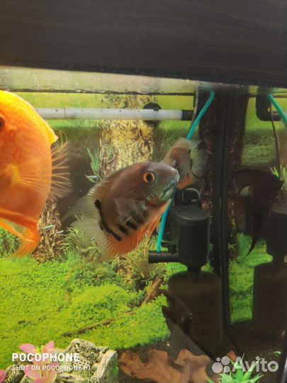 Северум Красноплечий