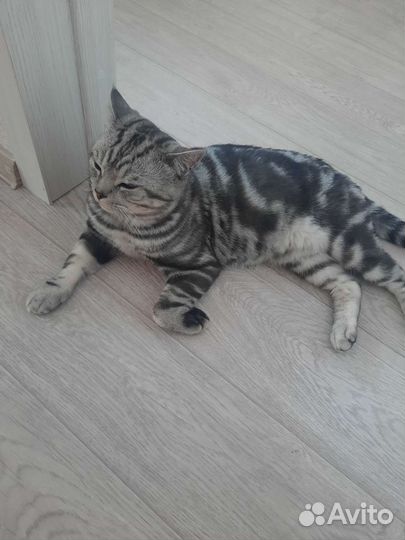 Кот на случку британец