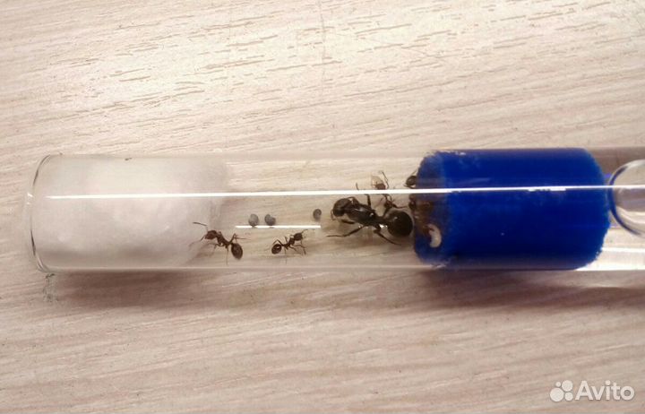 Муравьи мессоры