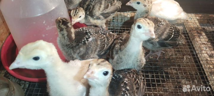 Индюшата подрощенные