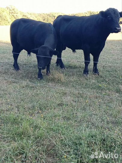 Корова обердин ангуст быки и тёлки