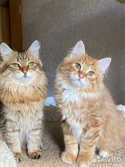 Сибирская кошка
