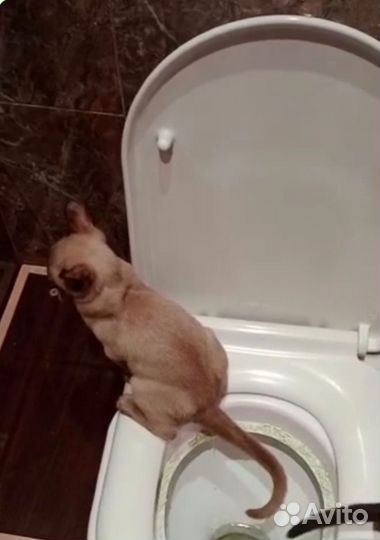 Система приучения кошек к унитазу