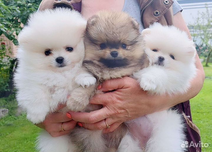 Померанский шпиц,в самом модном типе