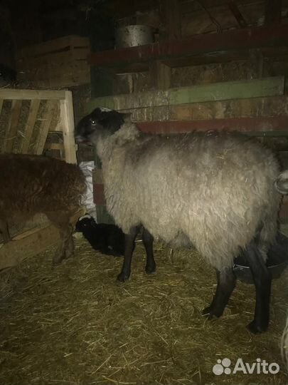 Овцы бараны