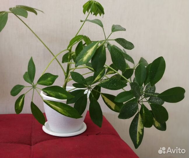 Шефлера вариегатная