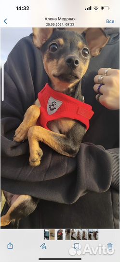 Щенки тойтерьер мини