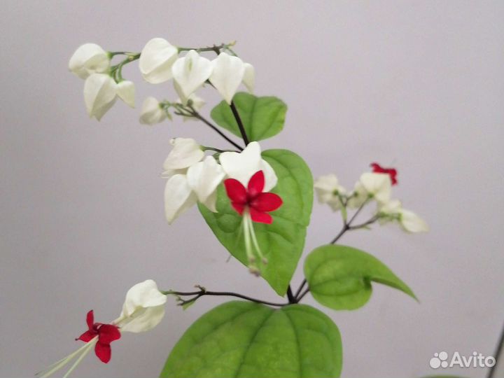 Комнатные цветы