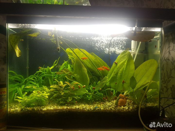 Аквариум