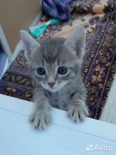 Котята в добрые руки бесплатно