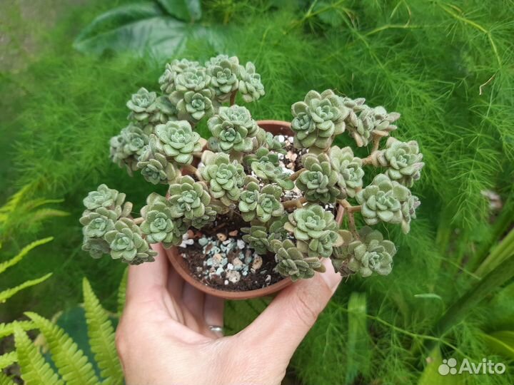 Суккуленты 4