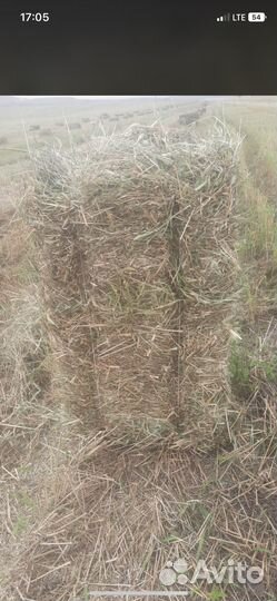 Сено разнотравье с доставкой