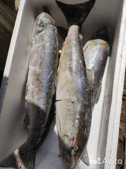 Рыба мороженая