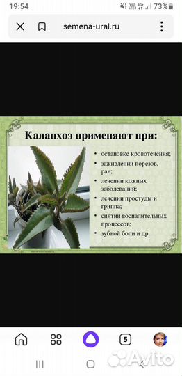 Каланхоэ лечебное