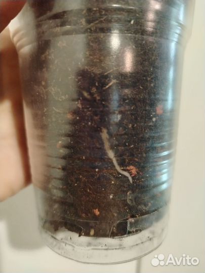 Сциндапсус Борнео