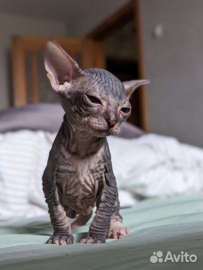 Котята Донского Сфинкса