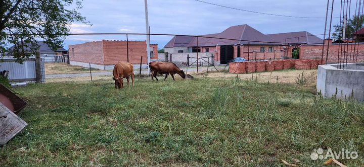 Корова дойная