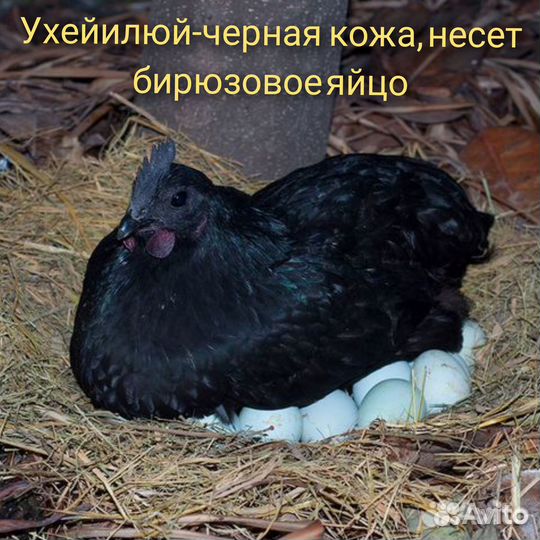 Цыплята суточные и подрощенные