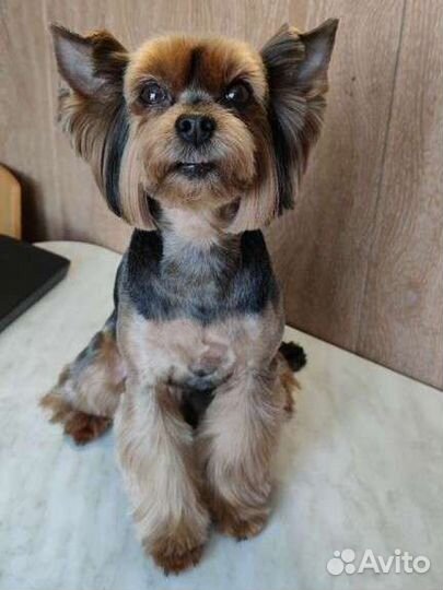 Стрижка собак мелких пород