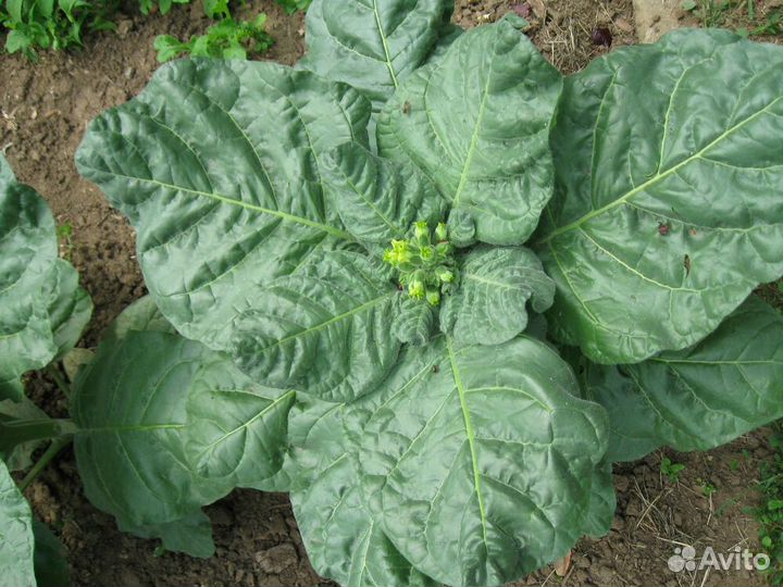 Семена махорки Мапачо (Mapacho) 150 сем