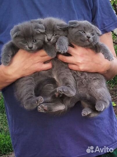 Шотландские котята