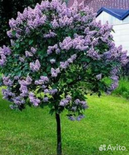 Сирень на штамбе