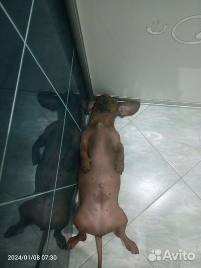 Щенки кроличьей таксы