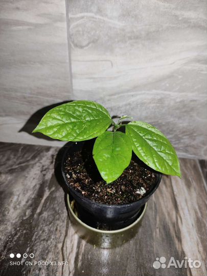 Клеродендрум томпсон