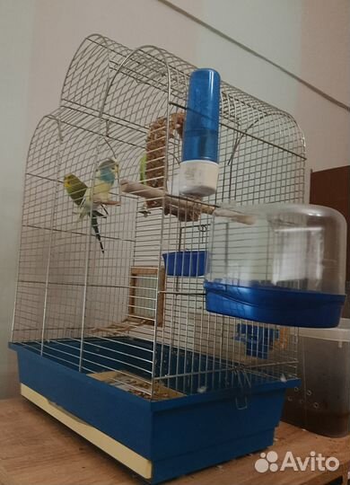 Пара волнистых попугаев с приданным