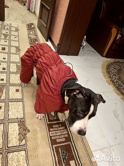 Одежда собак