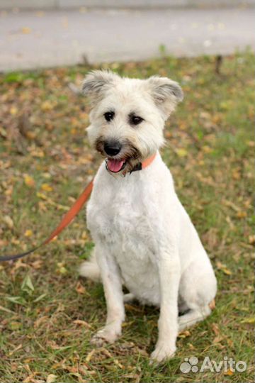 Собака Зина 2 года в дар