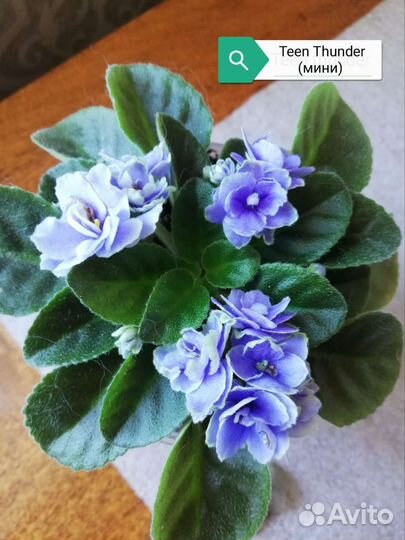 Фиалка Teeh Thnder (мини)