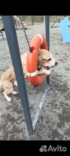 Испанский мастиф. Вязка