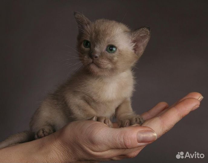 Бурманские котята