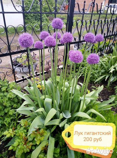 Лук декоративный