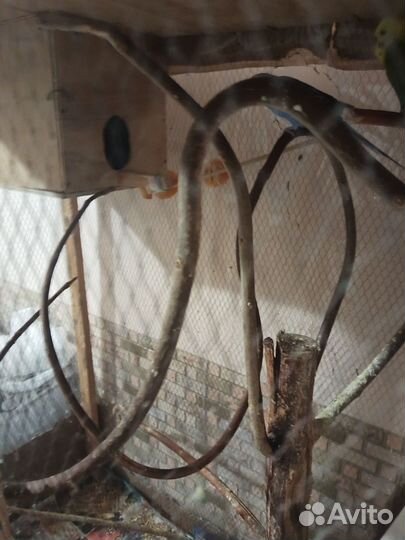 Волнистый попугай самец и самка с большой клеткой