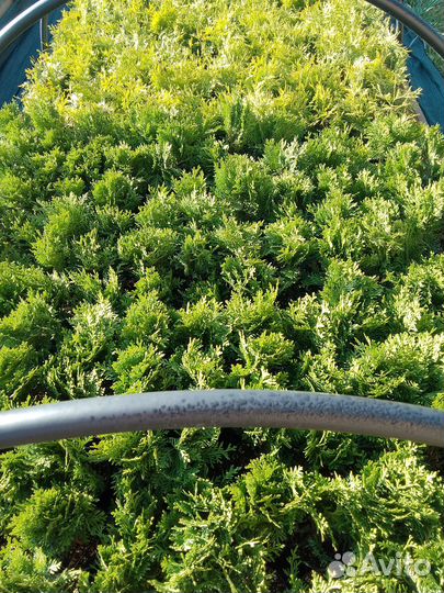Саженцы туи и можжевельника в наличии