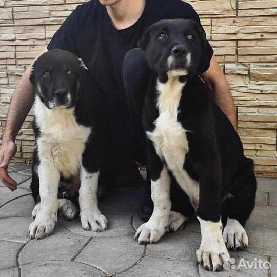 Среднеазиатская овчарка Алабай сао