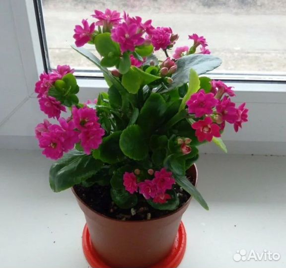 Каланхоэ цветущий