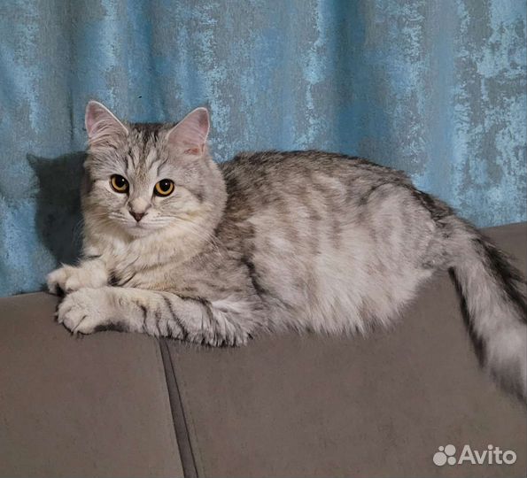 Шотладский котенок