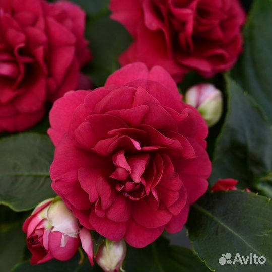 Бальзамины махровые