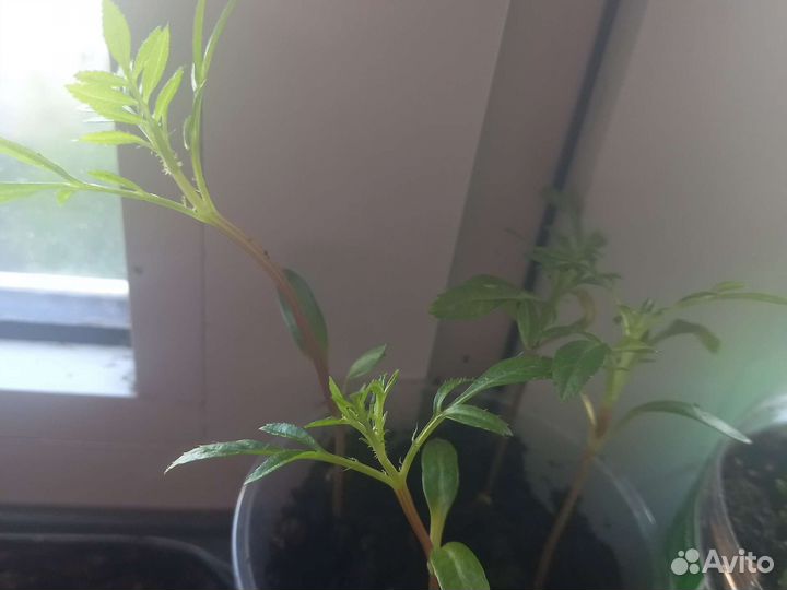 Традесканция