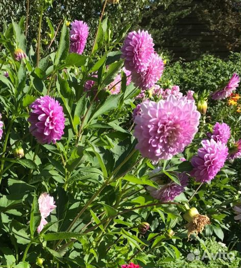 Георгины клубни