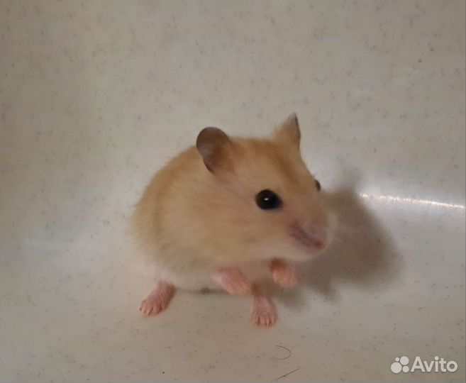Джунгарский хомяк