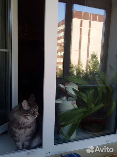 Фикус бенджамина большой