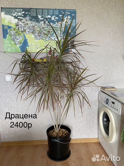 Пальма драцена