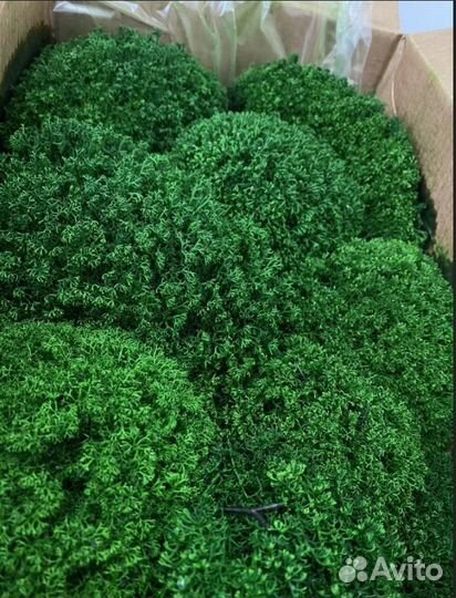 Мох яркий, сочный, кочки - премиум класс для деко