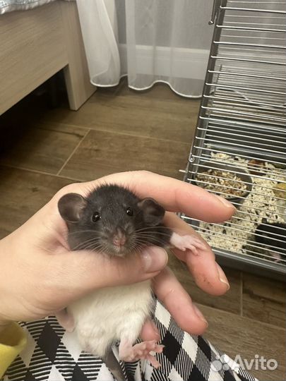 Крысята дамбо