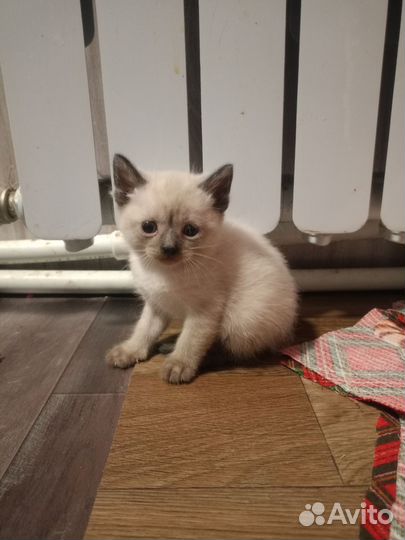 Кошка в дар бесплатно