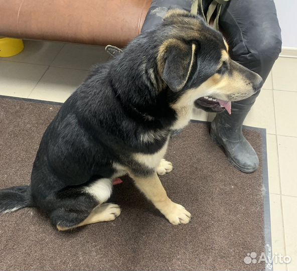 Овчаристый Щенок